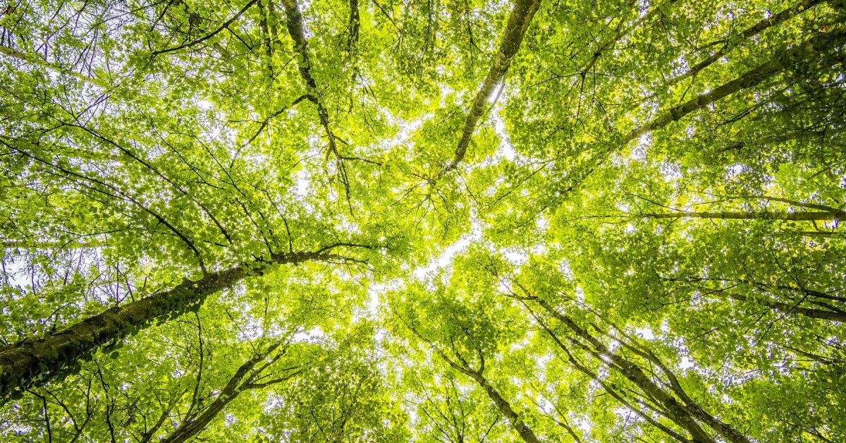 Voici comment les ventes de scooters électriques ont aidé une entreprise de scooters basée à Miami à planter 1 million d'arbres